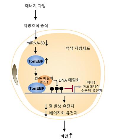 울산과기원, 살 찌는 단백질 작동 원리 찾았다