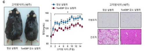 울산과기원, 살 찌는 단백질 작동 원리 찾았다