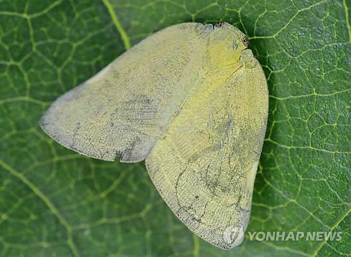 수확 앞둔 과수농가에 미국선녀벌레 등 외래 해충 기승