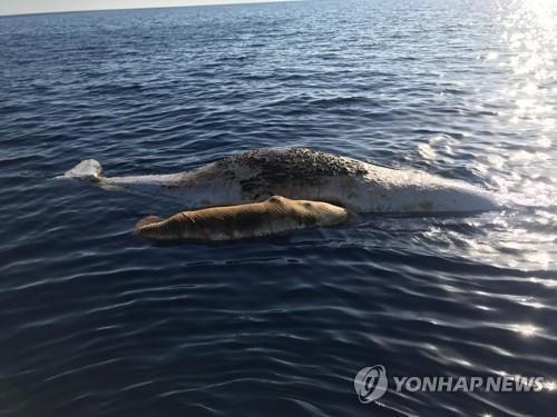 "伊 토스카나 지역 고래 떼죽음 원인은 홍역 바이러스"