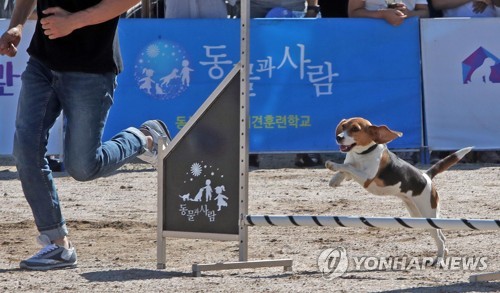 반려견에게도 레저를…춘천레저대회 기간 어질리티 대회 개최