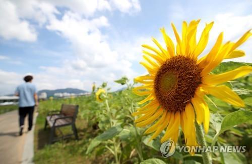 충북 막바지 더위…낮 기온 30∼32도