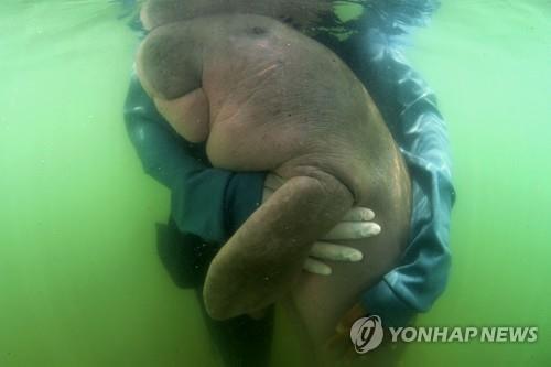 '뱃속에 플라스틱' 아기 듀공 죽음에…해양 쓰레기 다시 주목