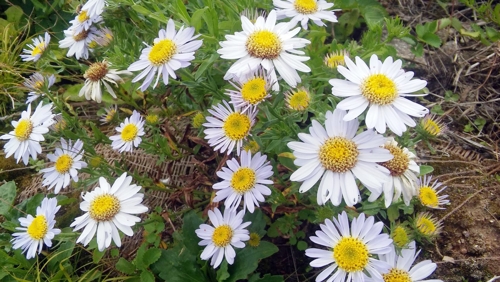 지리산은 벌써 가을 채비…곳곳에 야생화 '활짝'