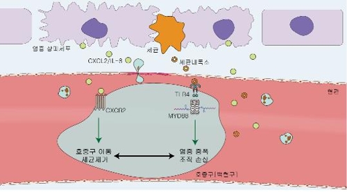 서울대병원 "패혈증 생존율 높일 치료방법 찾았다"