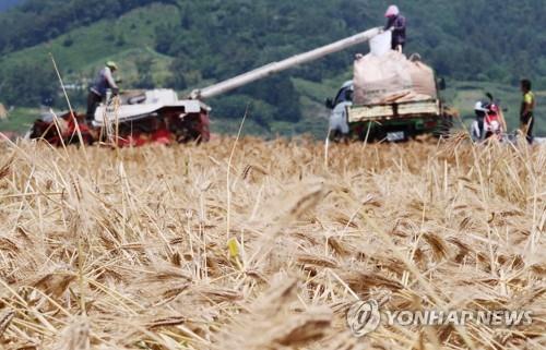 보리 가격 급락…비계약 물량 가격은 23% 하락