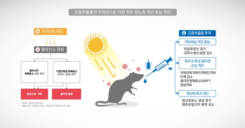 "굼벵이 추출물이 자외선에 탄 피부 보습에 효과"