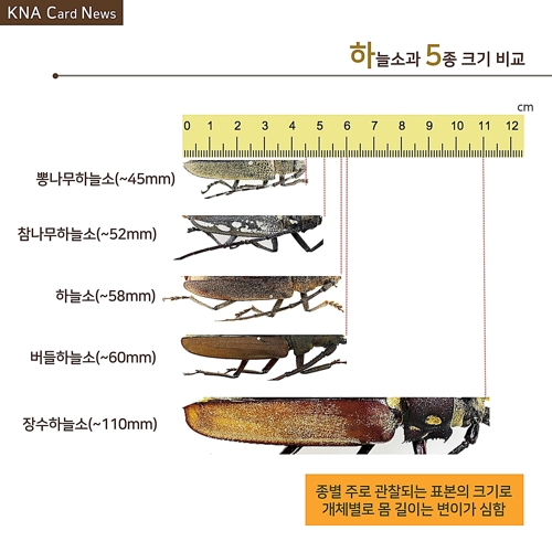 광릉숲서 장수하늘소 또 발견…이번엔 암수 한 쌍