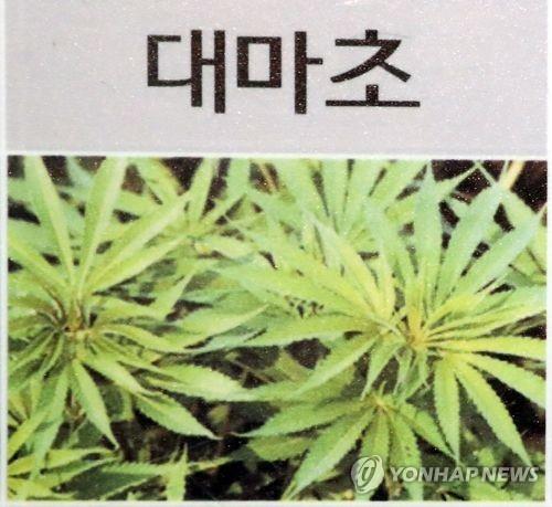 "대마 속 플라보노이드, 췌장암에 특효"