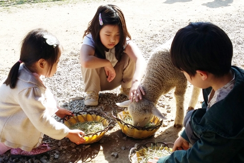 [#꿀잼여행] 강원권: 양떼, 토끼와 함께 드넓은 초원 걷는 '춘천의 알프스'