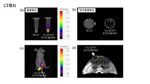 국내 연구진, 암세포 잡는 자연살해세포 공격력 높였다