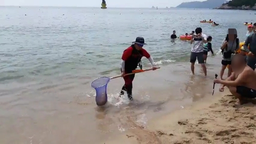 부산 해운대해수욕장에 독성 해파리 떼 출현