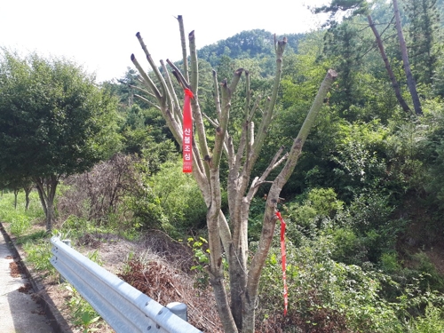 칡넝쿨 제거하려고 제초제 뿌렸는데…가로수 고사 말썽