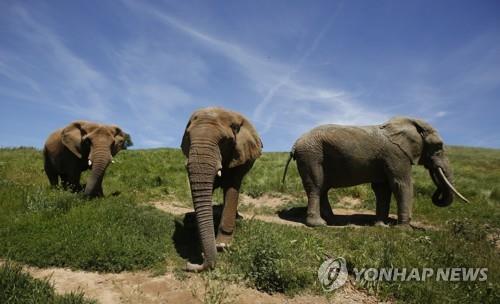 야생서 포획된 아프리카코끼리, 동물원 거래 금지된다