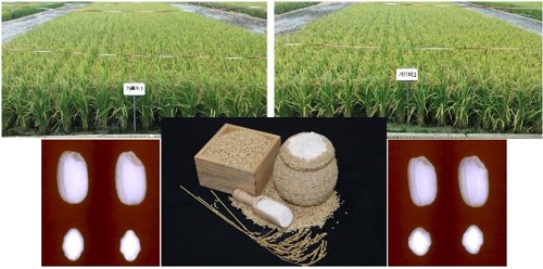 농진청, 불리지 않고 빻아 가루로 만드는 쌀 개발