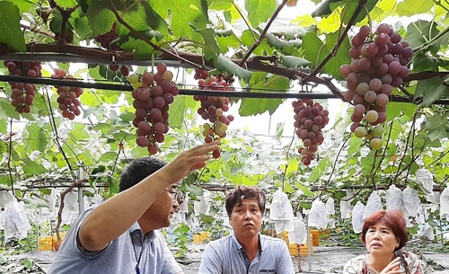 가평 '씨 없는 삼색 포도' 첫 출하