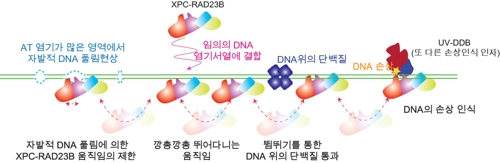 울산과기원, DNA 손상 찾는 단백질 이동 원리 규명