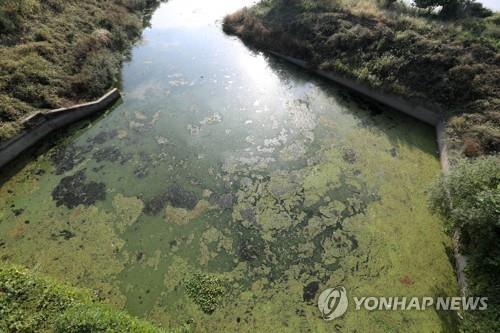 경북 영천호 조류경보 '관심' 단계 발령