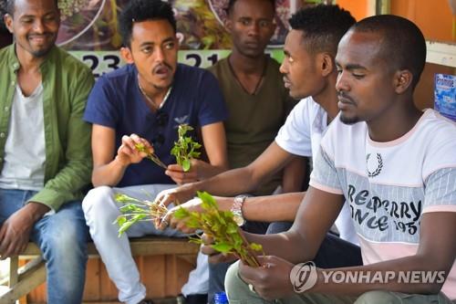 에티오피아서 흔한 환각성 잎 '카트'…"중독에 다가가는 관문"