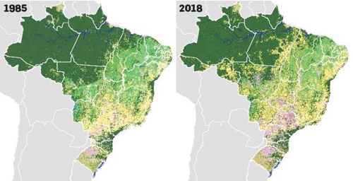 "브라질서 30여년간 한반도 4배 넓이 삼림 파괴돼"