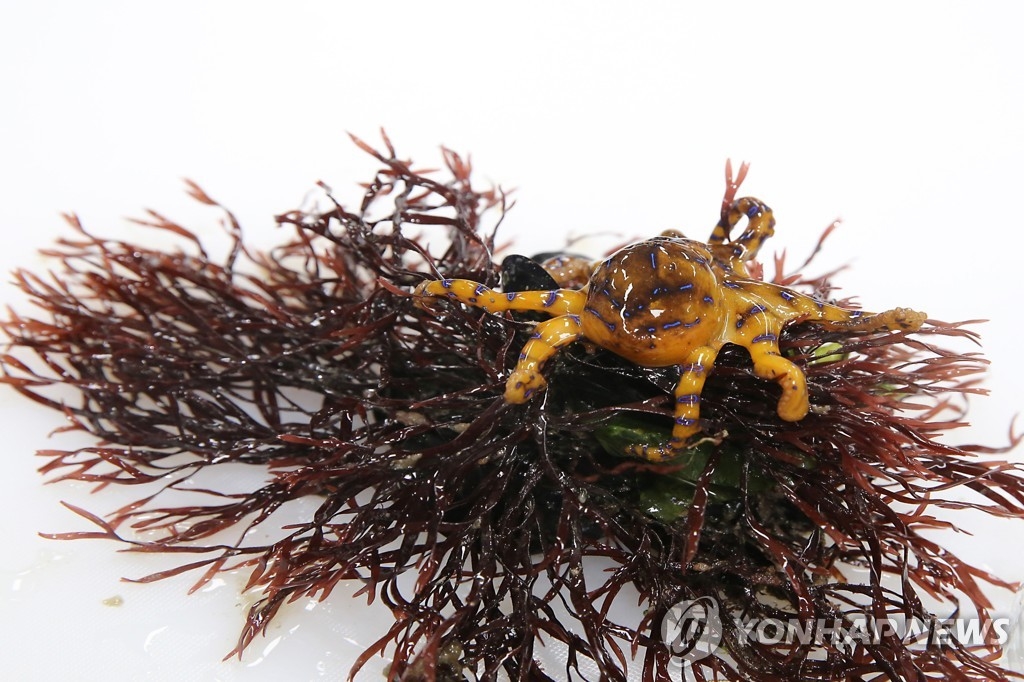 맹독성 지닌 파란선 문어 잇따라 발견…부산 앞바다 괜찮을까