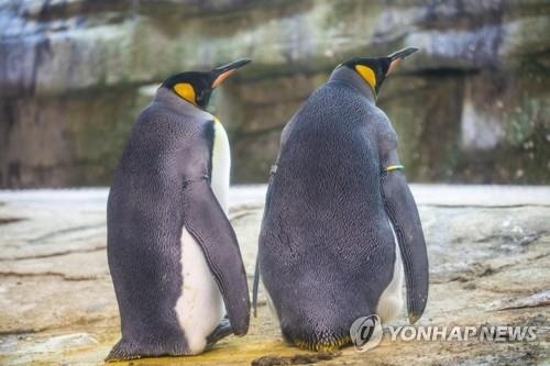 獨 동물원의 동성 펭귄 커플, `버려진 알` 입양…정성껏 돌보는 모습 `훈훈`