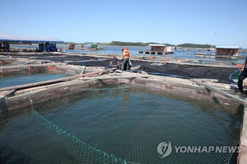 천수만 해역 고수온 주의보…양식어류 집단 폐사 우려