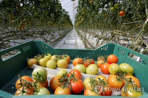 미·멕시코 '토마토 전쟁' 일단락…美, 17.5% 관세 부과 취소