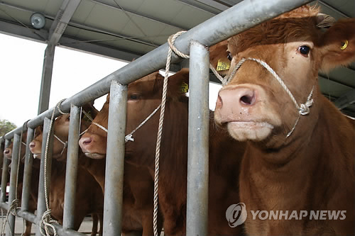 사료비 절감으로 울산 한우농가 경쟁력 강화 추진