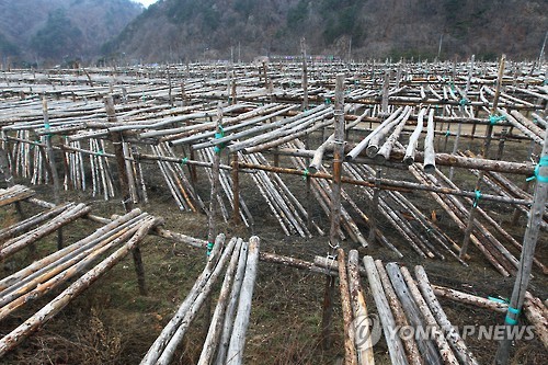 인제 황태덕장 활용한 '수산업 공존형 태양광 발전 시설' 추진