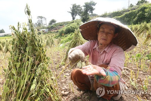 "제주 토종작물 보호위해 종 제한 없이 폭넓게 지원해야"