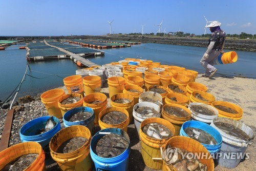 '가을의 문턱' 입추인데…제주 폭염·열대야 기승(종합)