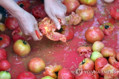 "숨겨진 황금반지 52돈을 찾아라" 화천토마토축제 개막