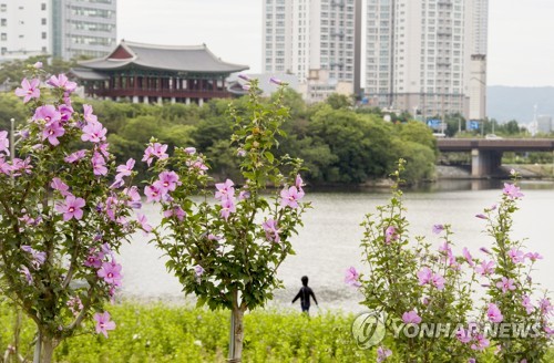 광복절 기념 울산서 21년째 나라꽃 무궁화 전시회