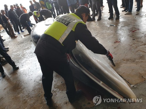 밍크고래 추적해 작살로 사냥한 선장·선원 실형