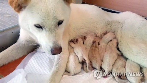 [톡톡 지방자치] 동물과 사람 공생 이끈 구포 개 시장 폐업