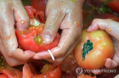 화천 토마토 바다에 11만명 풍덩…경제파급효과 60억원 전망