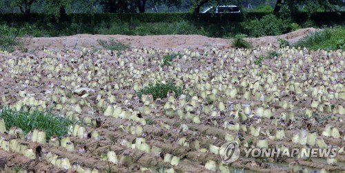 '뭇값 폭락'에 강원 고랭지 무 8천400t 산지 폐기