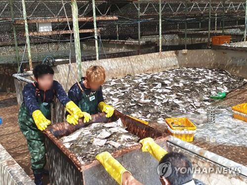 고수온에 포항 양식장서 4일새 물고기 2만4천여마리 떼죽음(종합)