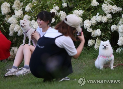 "댕댕이와 국내여행 떠나요"…관광공사, 반려견 동반여행 이벤트