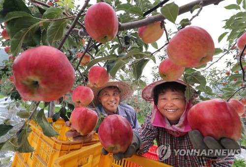 [추석민생대책] 농산물값 집중 관리…작황 호조로 평년 수준 예상