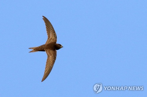 '귀한 손님' 검은등칼새, 강릉서 국내 최초로 카메라 포착