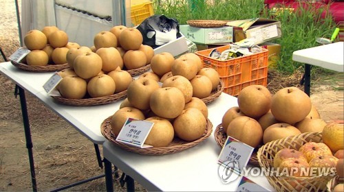 지구온난화로 조생종 배 '한아름' 강원도서 첫 수확