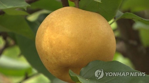 지구온난화로 조생종 배 '한아름' 강원도서 첫 수확