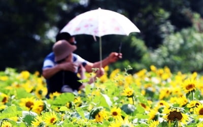 [오늘 날씨] 낮 최고 기온 33도 더위 계속…남부·제주도 흐리고 비