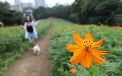 여름 끝, 가을 시작…오늘 비 내리고 폭염특보 모두 해제