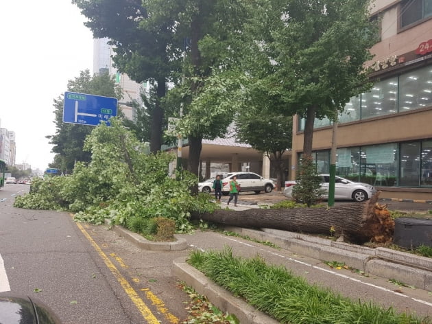 지난 7일 인천시내를 강타한 태풍 링링의 강풍 때문에 남동구 구월동 도로에 있는 나무가 넘어졌다. 강준완 기자