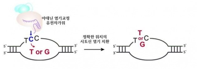 아데닌 염기교정 유전자가위의 시토신 치환 모식도 / 사진 = IBS 제공