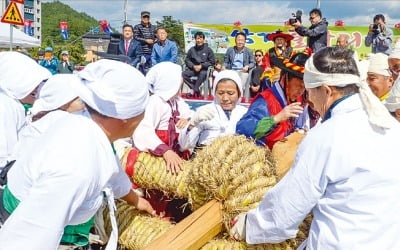 봉화, 축제의 계절…가을 송이·사과·한우가 부른다