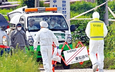 파주서 '돼지열병' 첫 발생…돼지고기 가격 33% 폭등